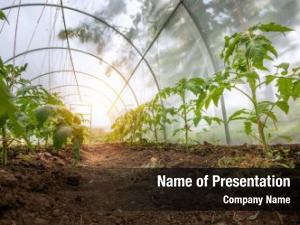 Small Farming PowerPoint Template