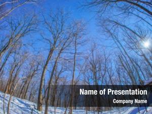 Deciduous Tree In Winter PowerPoint Template