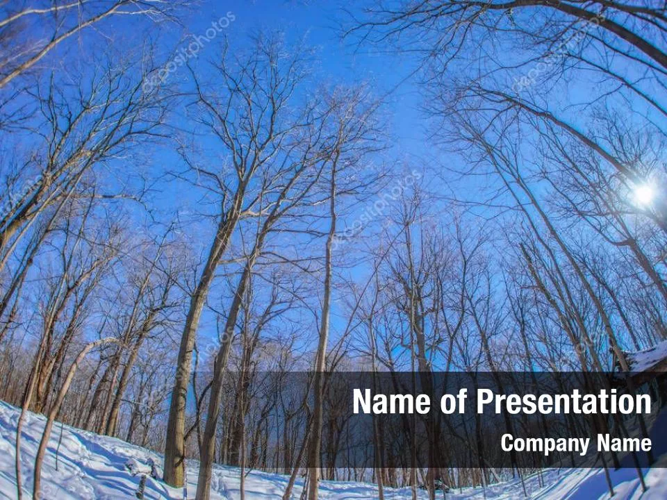 Deciduous Tree In Winter