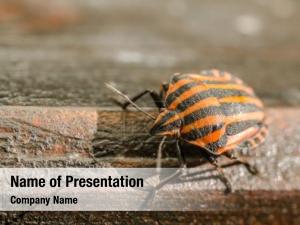 Bug's Life PowerPoint Template