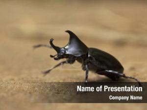 Scarabeidae, rhinoceros beetle, gurjee tripura