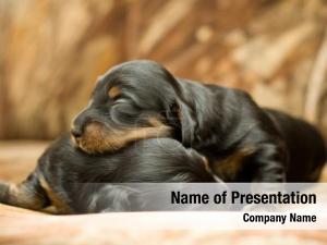 Puppies PowerPoint Template