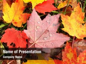 Colorful close up wet maple leaves