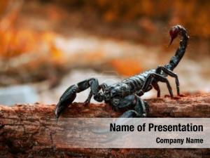 Scorpion PowerPoint Template