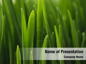 Green full frame grass stems PowerPoint Template