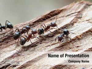 Ants PowerPoint Template
