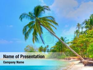 Beach, palm tree tree over