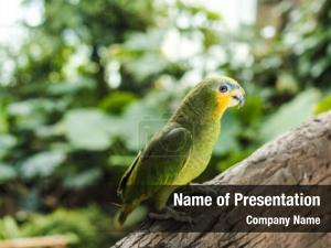 Afrotropical beautiful green parrot perching