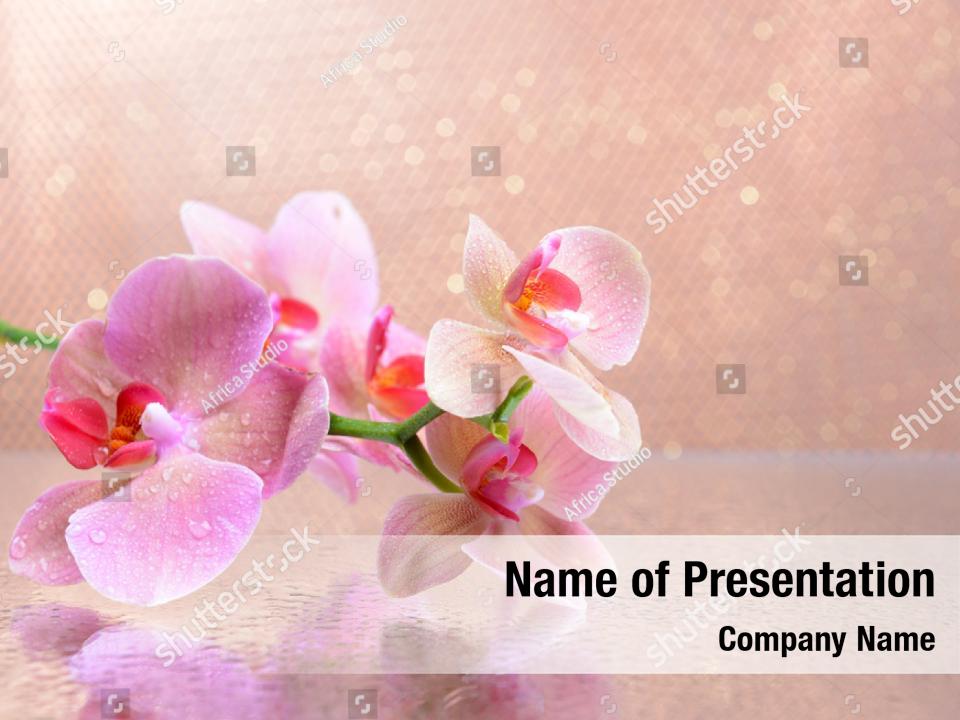 Orchid beautiful blooming light color PowerPoint Template Orchid