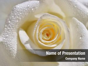 Soft white rose petals transparent