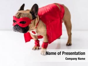 Adorable close up view dog superhero