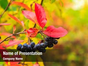  PowerPoint Template