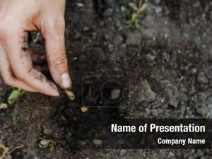Planting cropped farmer cardamom seeds