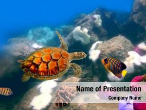 Swimming sea turtle over coral