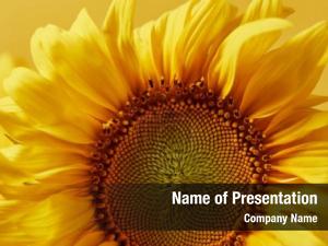 Decorative close yellow sunflower, yellow PowerPoint Template