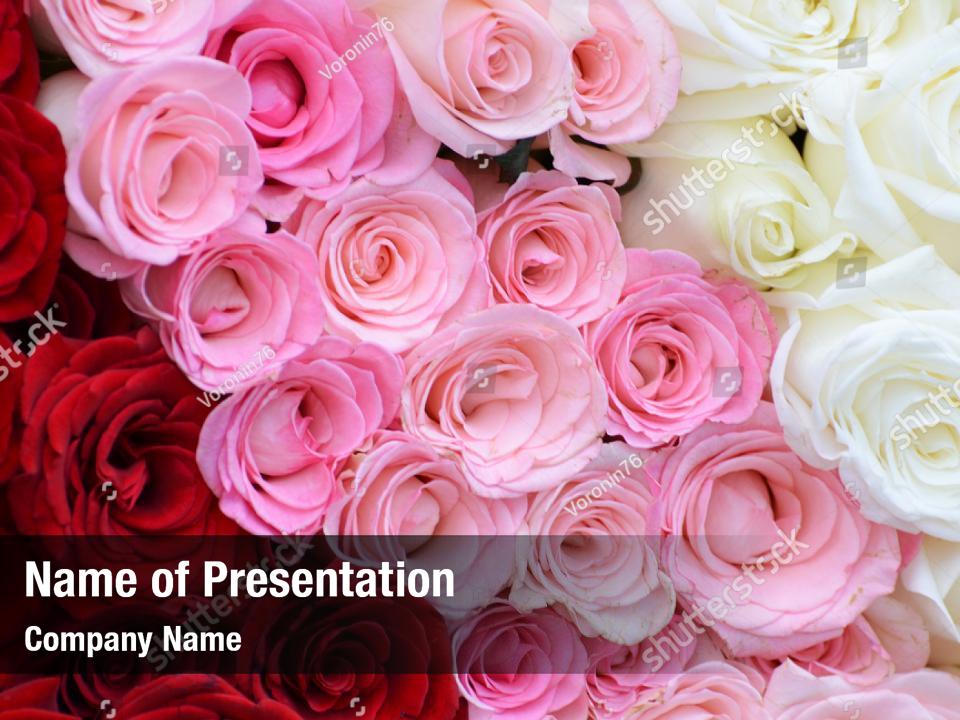 red-pink-white-roses-powerpoint-template-red-pink-white-roses