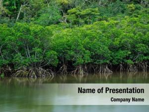 Island mangrove iriomote  