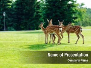 Young herd beautiful brown deer PowerPoint Template