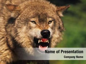 Teeth wolf shows while snarling
