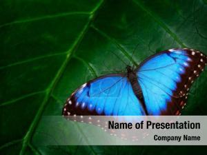Butterfly On The Leaf PowerPoint Template