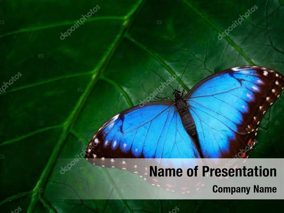 Butterfly On The Leaf