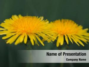 Yellow Flower In A Green Grass
