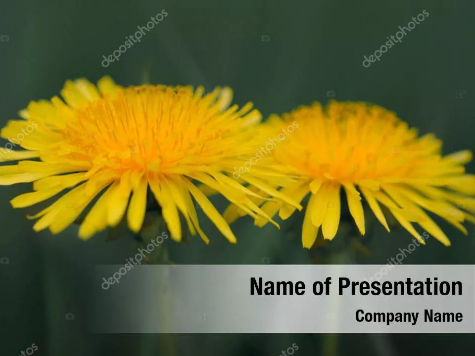 Yellow Flower In A Green Grass