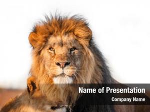 Lion With Red Mane PowerPoint Template