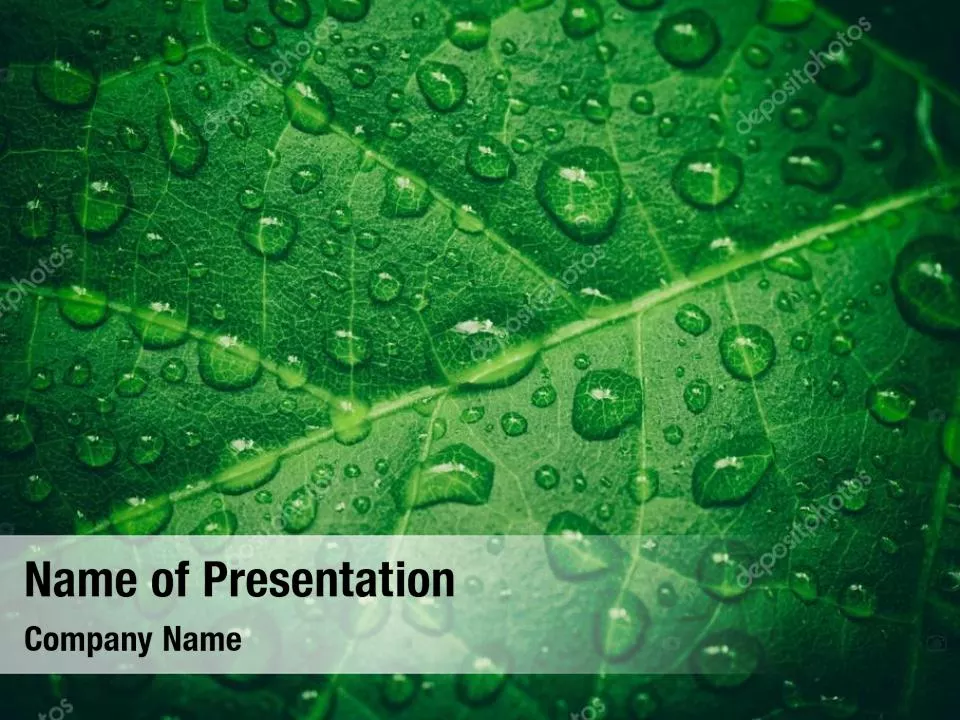 Leaf and Water Drops