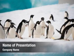 Penguins PowerPoint Template