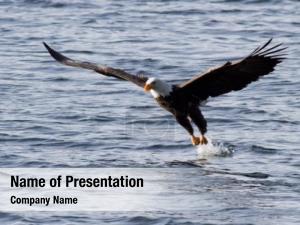 North American Eagle PowerPoint Template