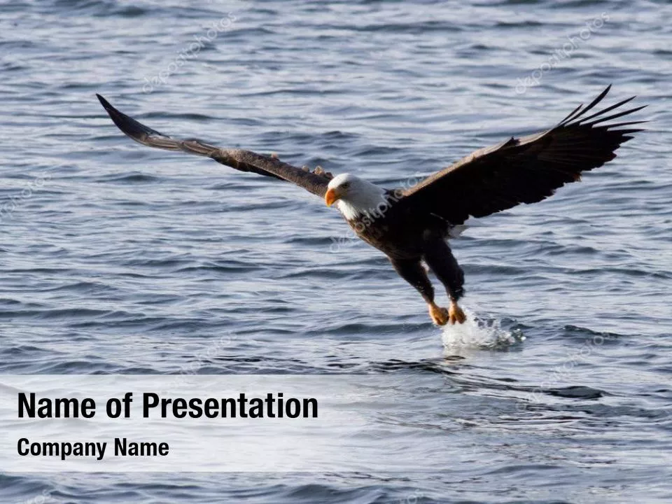 North American Eagle