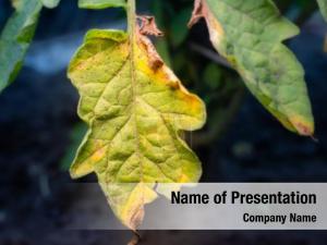 Withered Plant PowerPoint Template
