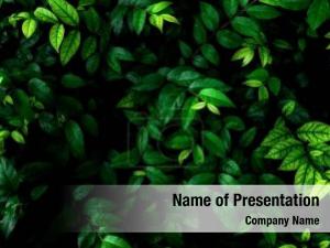 Green Leaf Abstract PowerPoint Template