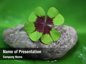 Clover, close up four leaf shamrock 