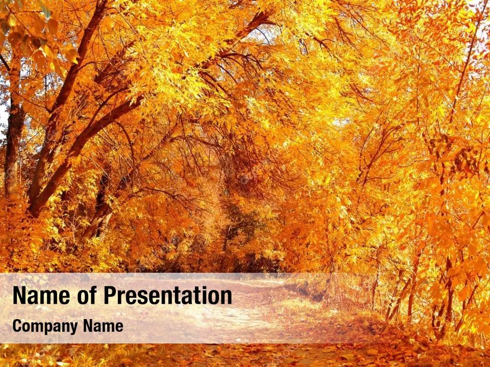 Yellow Leaves in the Sunset