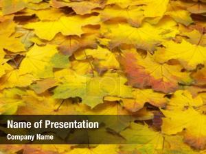 Bunch of Autumn Leaves