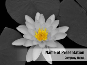 Water Lilies PowerPoint Template