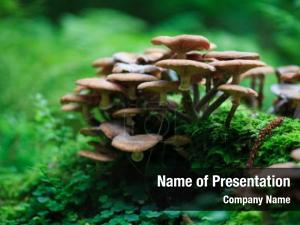 Fungi In The forest PowerPoint Template