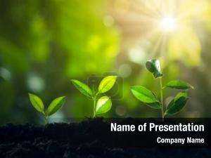 Growing Startup PowerPoint Template