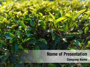 Green Tea Leaves PowerPoint Template