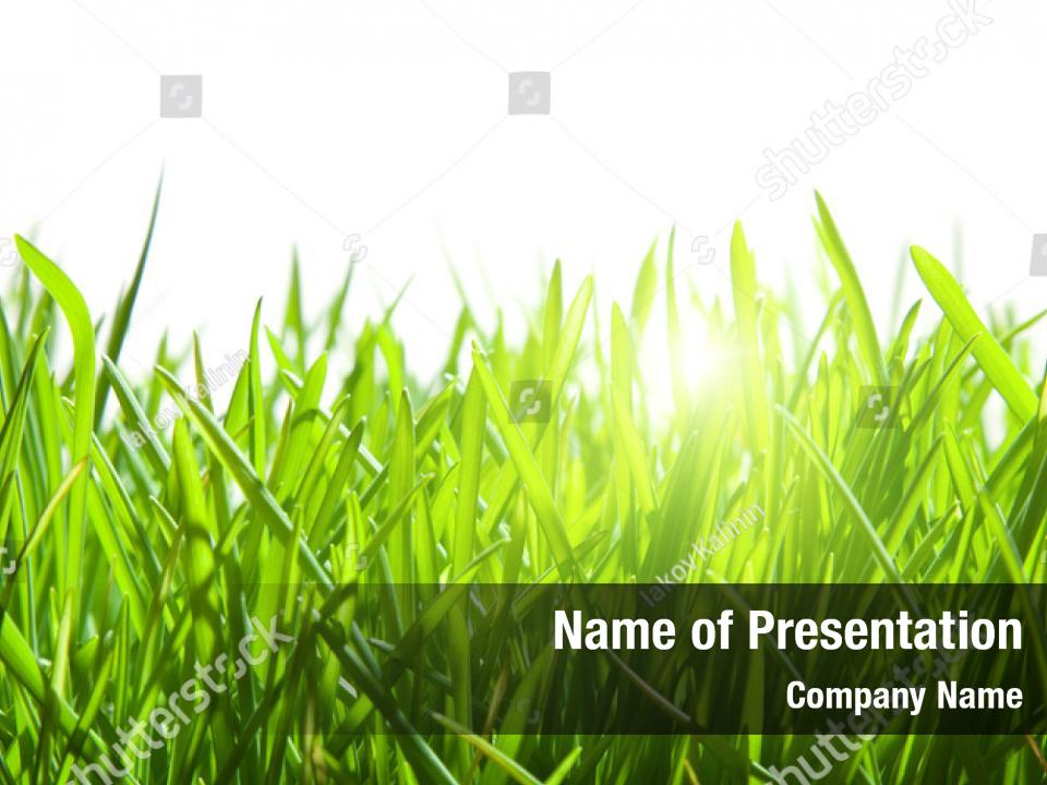 White Green Grass PowerPoint Template White Green Grass PowerPoint 