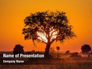 Savanna PowerPoint Template