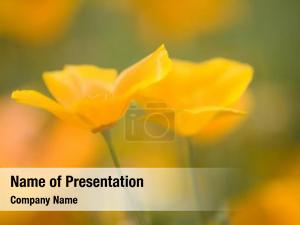 Yellow Flower PowerPoint Template