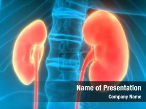 Human Kidneys PowerPoint Template
