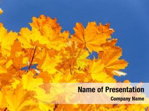 Maple Branch with Yellow Leaves