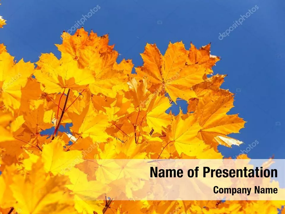 Maple Branch with Yellow Leaves