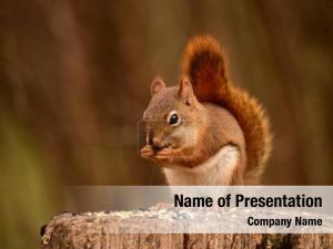 Squirrel PowerPoint Template
