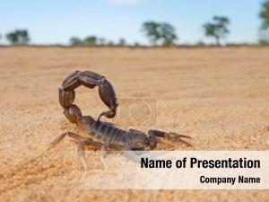 Desert Hairy Scorpion