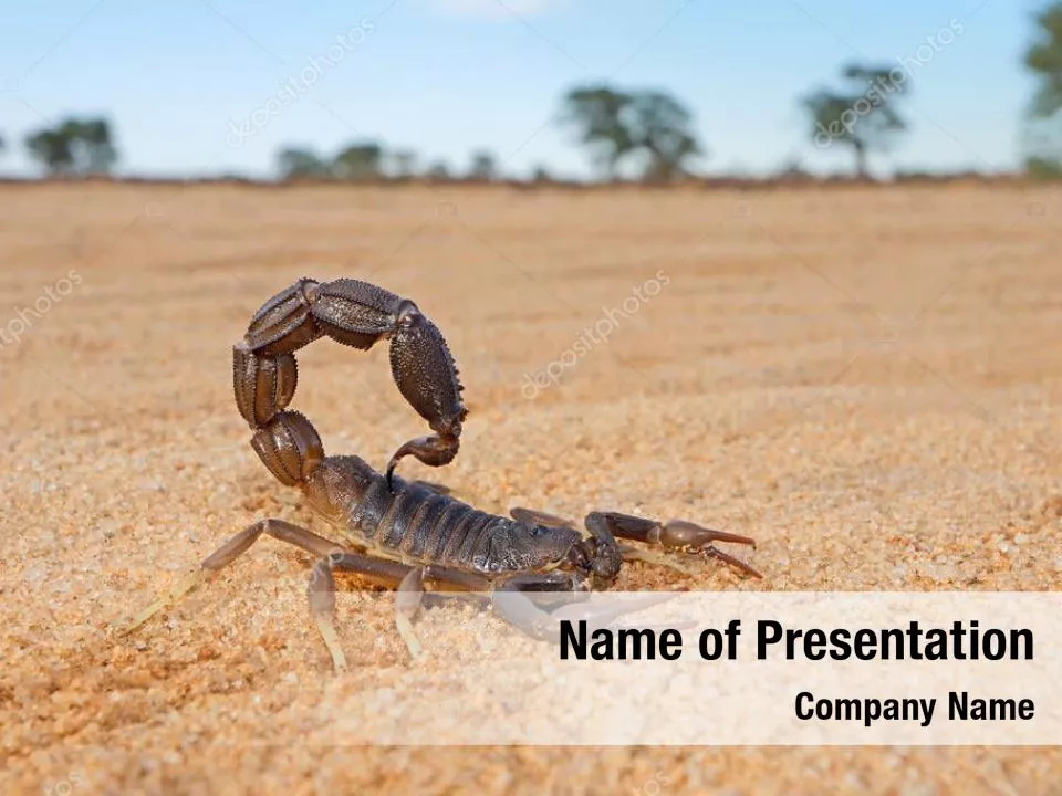 Desert Hairy Scorpion